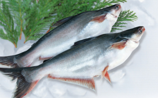 Biến đổi hàm lượng peptid và acid amin trong quá trình thủy phân phế phẩm chế biến cá tra bằng protease