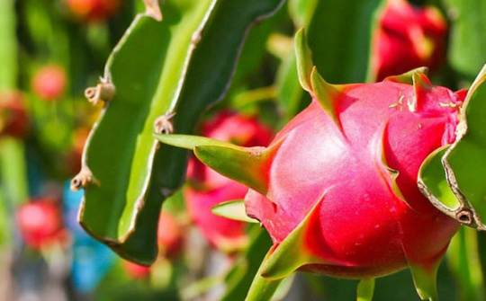 Sơn La chính thức xuất khẩu 10 tấn thanh long ruột đỏ sang thị trường Nga