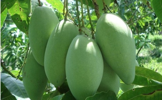 Xoài xanh Việt Nam ngày càng được ưa chuộng tại thị trường Australia