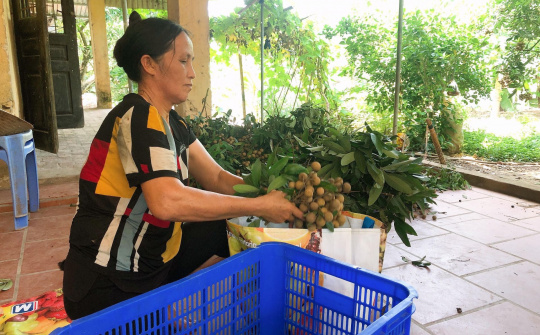 Hỗ trợ, tháo gỡ khó khăn cho trái nhãn trong mùa dịch Covid - 19