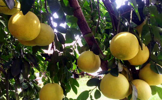 Cam, bưởi miền Trung năng suất tăng 1,8 lần nhờ Phân bón Văn Điển