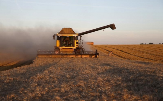 Trung Quốc cấm nhập khẩu lúa mạch từ Australia