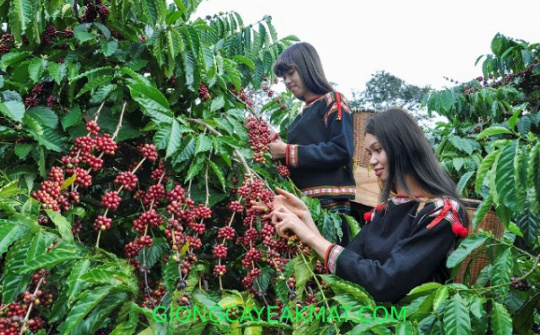 Kết nối chuỗi giá trị vùng kinh tế trọng điểm miền Trung và vùng Tây Nguyên vào thị trường EVFTA