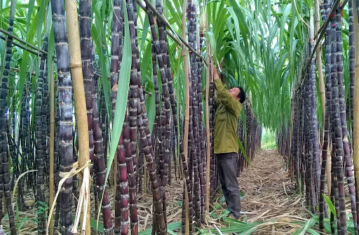 Mía Thanh Hóa, Hòa Bình “sống khỏe” nhờ phân bón Văn Điển