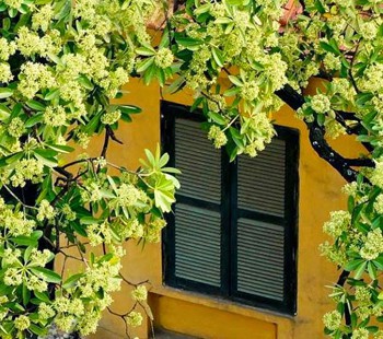 Thời tiết 25/9: Cả nước ngày nắng, chiều và tối có mưa rào và dông