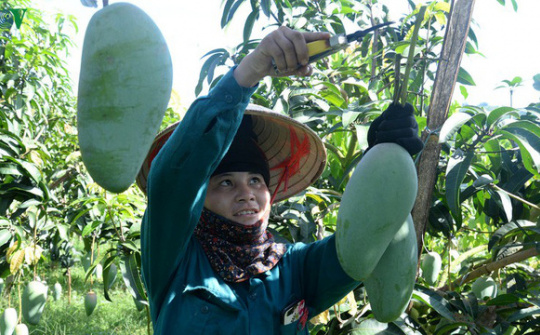 Hình thành chuỗi cung ứng - tiêu thụ có tính liên tục ở vùng sâu vùng xa