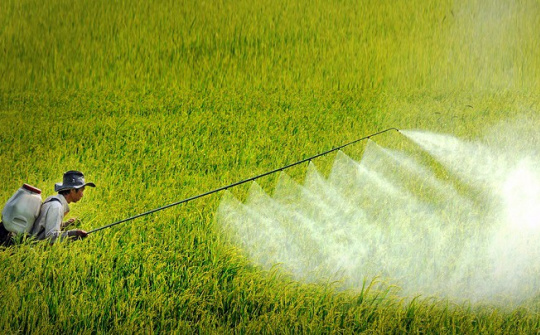 Các quy định về điều kiện đối với cơ sở mua bán thuốc bảo vệ thực vật và những vấn đề đặt ra