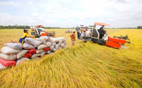 Giá gạo xuất khẩu cao nhất trong 9 năm qua