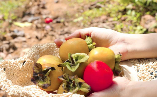 Đà Lạt mùa hồng chín