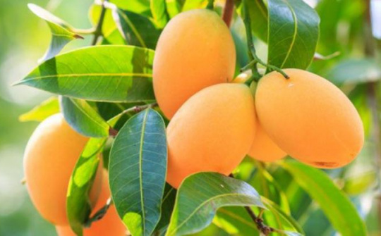 Australia bất ngờ tiêu thụ mạnh xoài, ổi Việt Nam