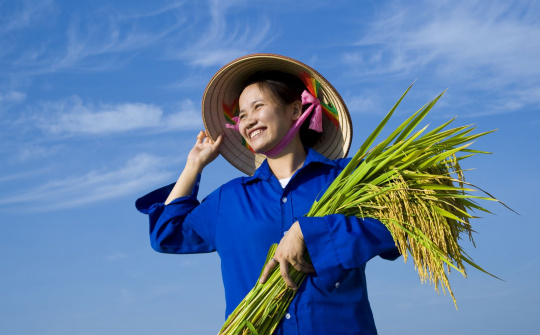 Doanh nghiệp được tự do xuất khẩu gạo hữu cơ