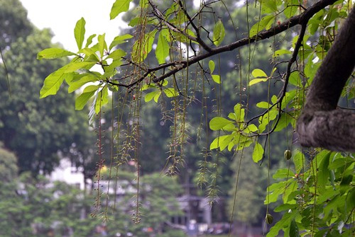 Thời tiết 16-1: Miền Bắc trời ấm lên trước khi đón đợt không khí lạnh mới