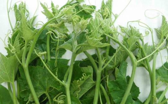 Ăn rau bí có tốt cho sức khỏe hay không?