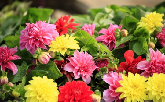 Thời tiết 25-1: Hà Nội sáng sớm có sương mù, có lúc có mưa nhỏ