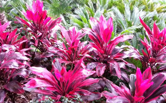 Đánh giá khả năng kháng khuẩn của hạt nano bạc được tổng hợp bằng phương pháp hóa học xanh sử dụng dịch chiết từ lá huyết dụ