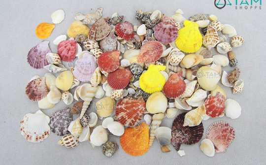 Nghiên cứu chế tạo hydroxy apatite từ vỏ sò và ứng dụng vào lĩnh vực xử lý môi trường