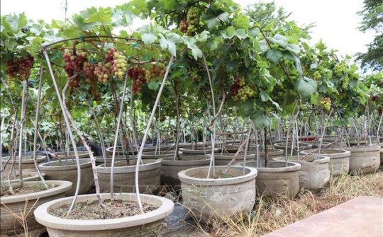 Nho cảnh hút khách dịp Tết