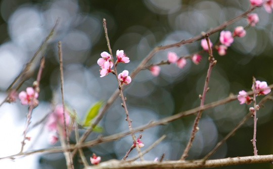 Thời tiết 1-2: Hà Nội hửng nắng ấm