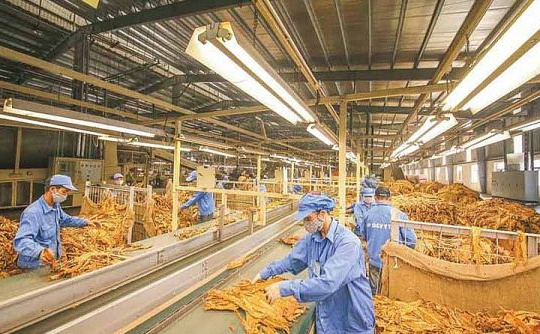 Năm 2021 nhập khẩu 62.053 tấn thuốc lá nguyên liệu