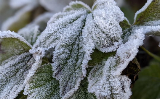 Thiên đường tuyết trắng trên đỉnh Phia Oắc Cao Bằng