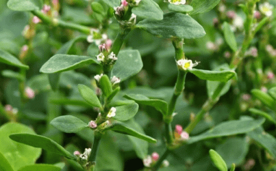 Nghiên cứu ảnh hưởng của vi sóng đến trích ly flavonoid từ rau đắng đất Glinus oppositifolius