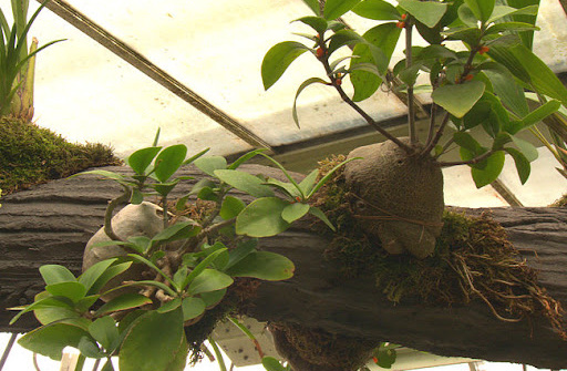 Nghiên cứu chế biến trà túi lọc Bí kỳ nam (Hydnophytum formicarum Jack.) chứa hàm lượng polyphenol cao