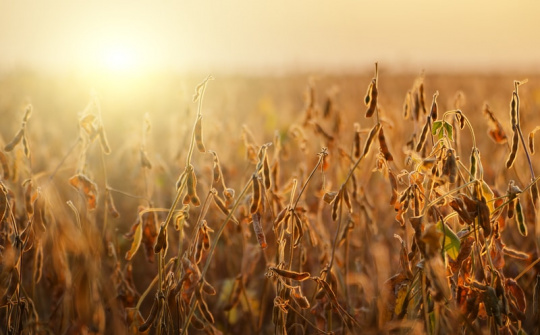 Triển vọng nguồn cung tăng đẩy giá ngô, đậu tương giảm mạnh