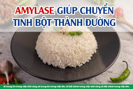 Ảnh hưởng của quá trình tách tinh bột bằng beta-amylase lên hiệu quả thu nhận protein từ nhân điều bằng phương pháp kết tủa với ethanol