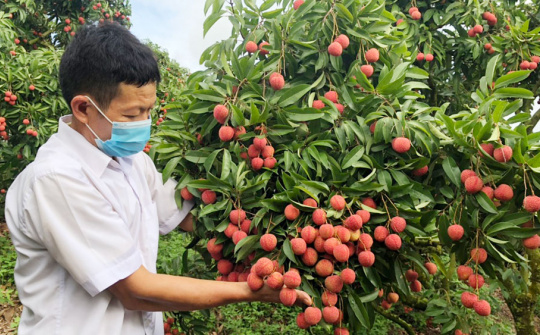Có thể tận dụng chỉ dẫn địa lý để làm thương hiệu, quảng bá sản phẩm