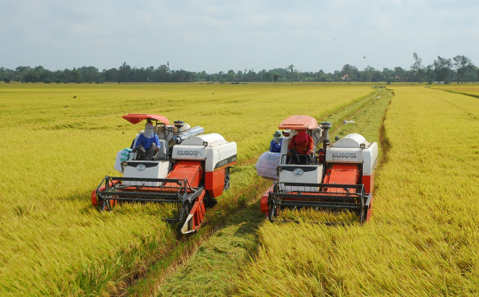 Giá gạo khu vực Châu Á tiếp tục giữ ổn định, nhu cầu mua gạo ở mức thấp