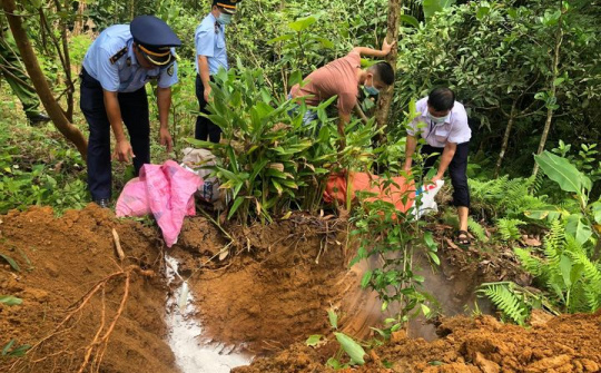 Hà Giang: Tiêu hủy trên 100 tấn lợn nhiễm dịch tả Châu Phi trong 1 tháng