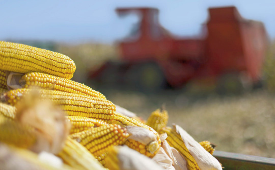 Giá ngô, đậu tương dần phục hồi sau tuần giao dịch biến động mạnh