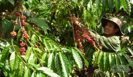 Phân bón Văn Điển: Tỏa sáng thương hiệu trên vùng đất Tây Nguyên