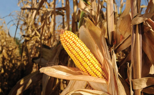 Trung Quốc sẽ gia tăng mạnh nhập khẩu ngô trong những tháng cuối năm
