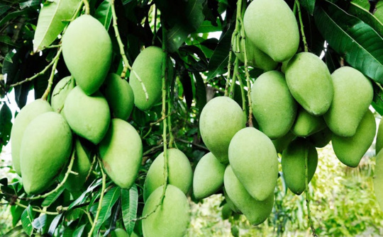 Ngành Công Thương Sóc Trăng hỗ trợ tiêu thụ 98% nông sản đến ngày thu hoạch