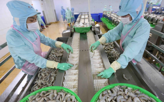 Xuất khẩu tôm sang Nga tăng trưởng mạnh dù ảnh hưởng bởi dịch