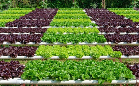 Phân bón Văn Điển:  Vì một nền nông nghiệp bền vững