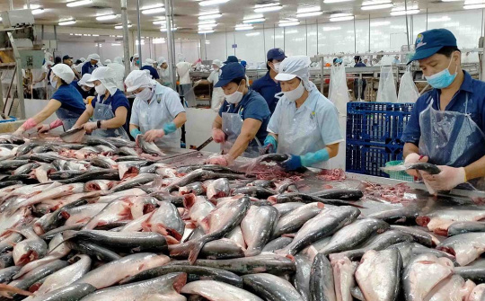 Việt Nam tăng xuất khẩu cá tra sang Ai Cập, UAE