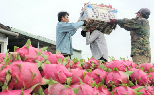 Thanh long Bình Thuận được bảo hộ chỉ dẫn địa lý tại Nhật Bản