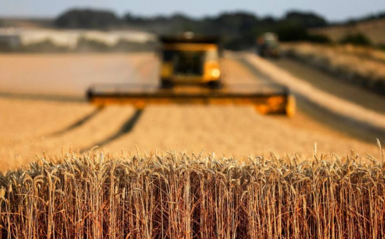 Thị trường nông sản thế giới trải qua tuần giao dịch vắng lặng