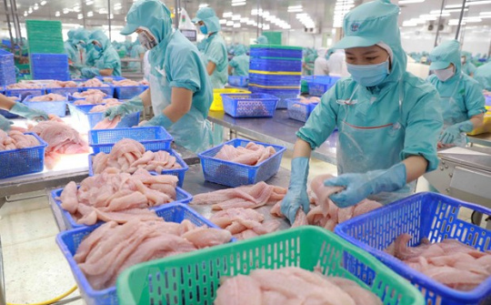 Xuất khẩu cá tra Việt Nam sang Brazil tăng hơn 50%, đạt 47,44 triệu USD