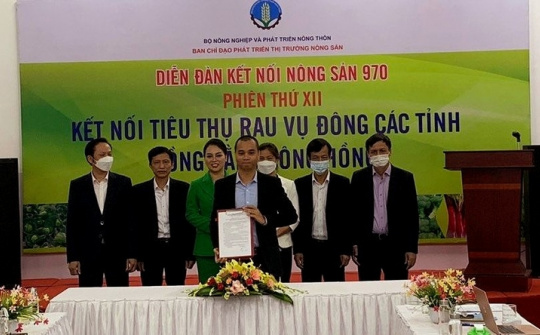 Thagri đồng hành kết nối tiêu thụ rau vụ đông các tỉnh Đồng bằng sông Hồng