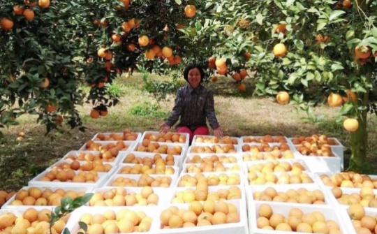 Cam Hà Giang, Cao Phong lên sàn thương mại điện tử
