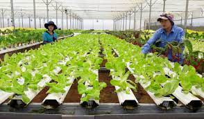 Thúc đẩy doanh nghiệp khởi nghiệp nông nghiệp ở Thành phố Hà Nội: thực trạng và giải pháp