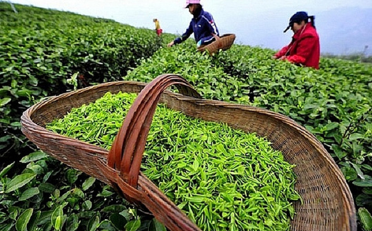 Những lưu ý khi xuất khẩu chè sang thị trường Pakistan