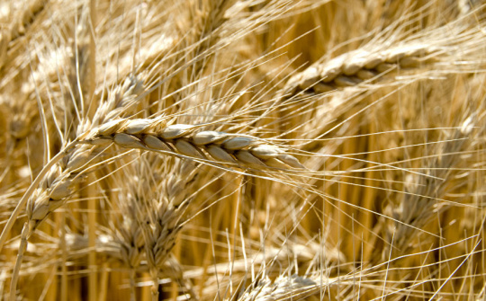 Giá nông sản thế giới đồng loạt tăng sau khi Hoa Kỳ công bố dữ liệu thị trường gây bất ngờ