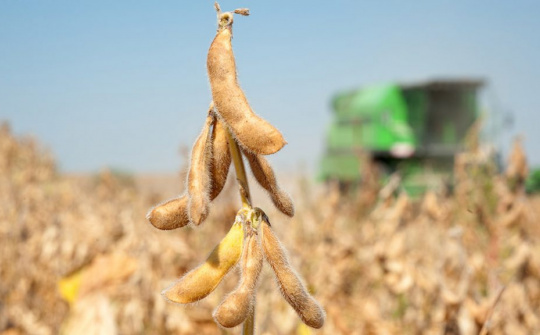 Giá đậu tương và giá ngô phục hồi mạnh khi thời tiết khô hạn kéo dài