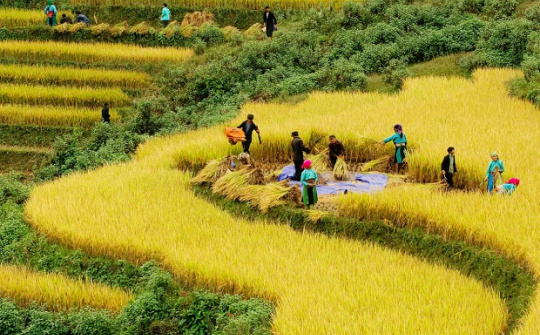 Phân bón văn Điển: Lan tỏa thương hiệu trên vùng đất chua trũng, đồi dốc