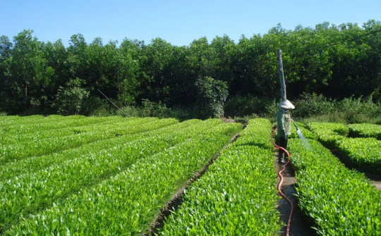 Thực trạng xác định giá trị doanh nghiệp nhà nước trong sản xuất lâm nghiệp hiện nay