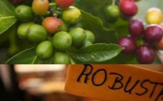 Chiến lược mới cho cà phê Việt Nam tiến sâu vào thị trường Anh